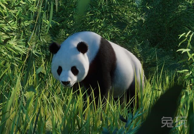 不负债还能吸熊猫 理财经营成为最闪耀的《动物园之星