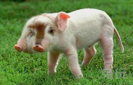 世界上最神奇的双头动物 惊现一头双头奶牛_兔玩网