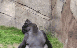 描述:【科比绝伦】求高手把刚才猩猩龇牙咧嘴表情做gif动态图 只看